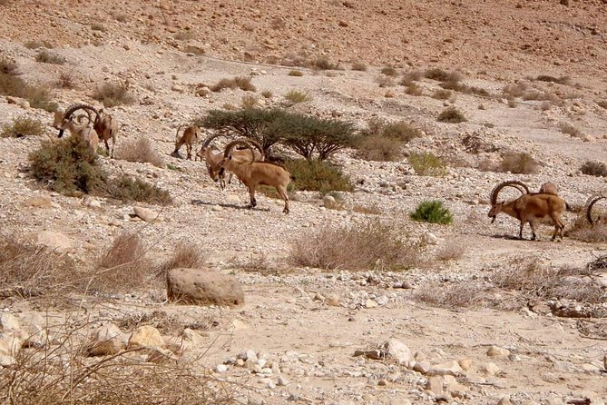 4WD Masada Ein Gedi Judea desert Dead Sea adventure 4x4 Tour. - Price and group size: where the value comes from