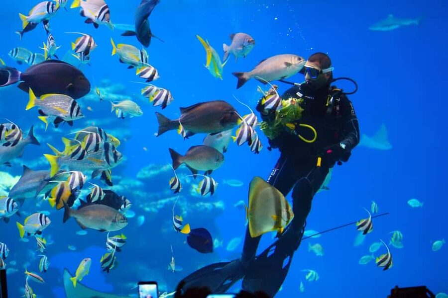 Eilat: Intro to Diving with Certified Instructor - The 15 to 20-minute safety and equipment lesson