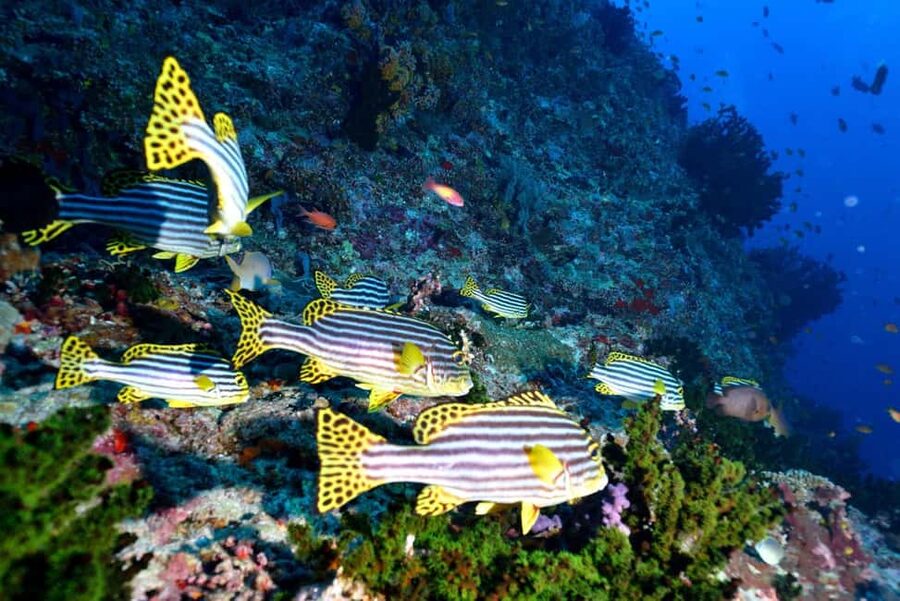 Eilat: Intro to Diving with Certified Instructor - Is $85 good value for one hour?
