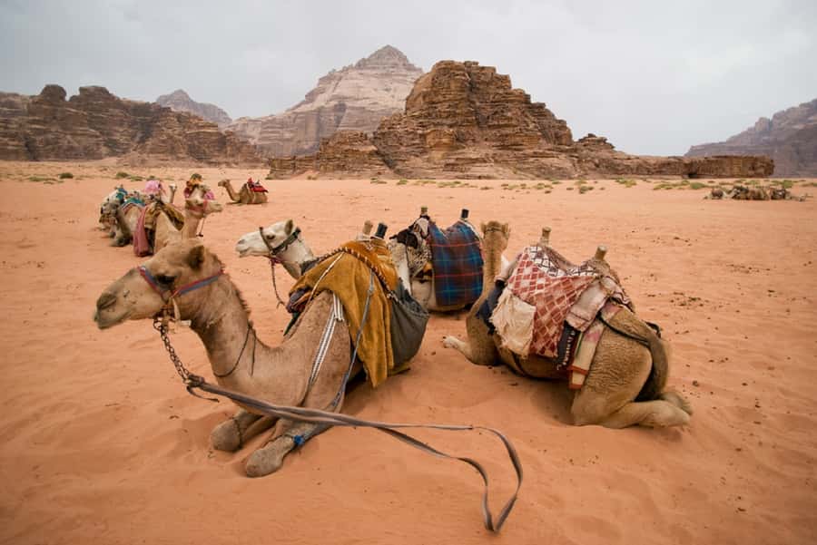 From Tel Aviv: Dead Sea Visit & Desert Safari - From Tel Aviv to the Judean Desert