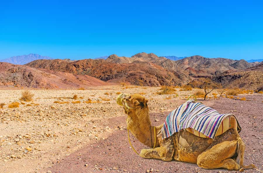 From Tel Aviv: Dead Sea Visit & Desert Safari - The 4WD ride through ravines and rock