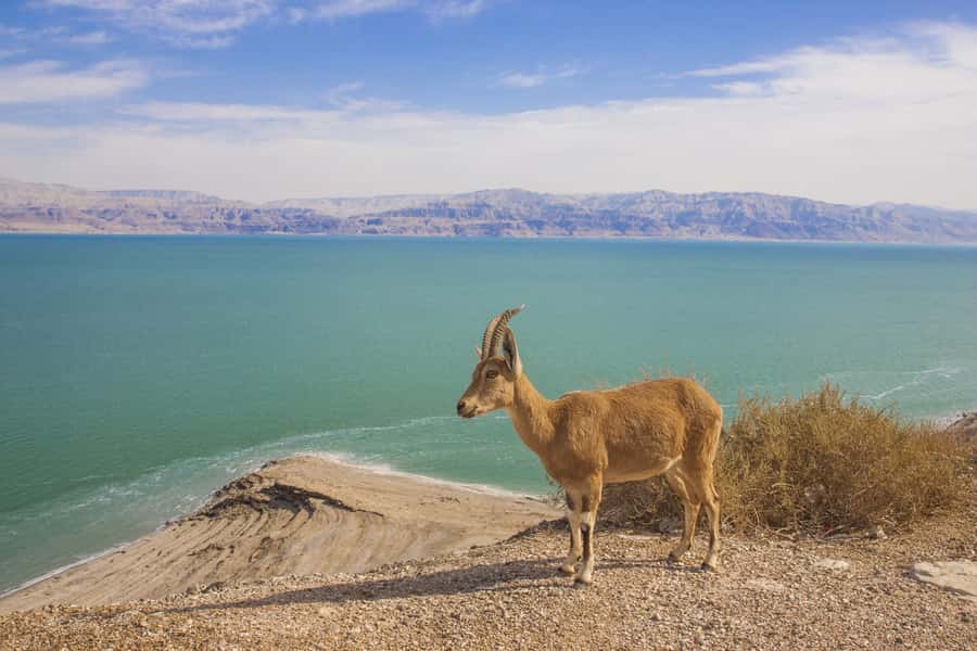 From Tel Aviv: Dead Sea Visit & Desert Safari - Is $160 a fair price?