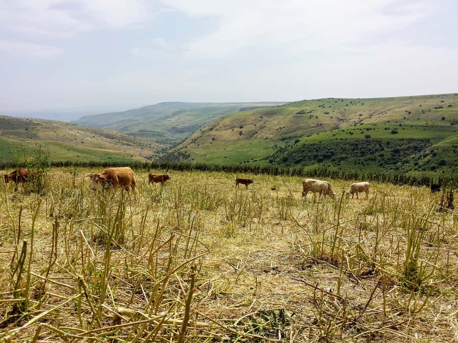 From Tel Aviv: Golan Heights Tour - Why this Golan Heights day is worth the long ride