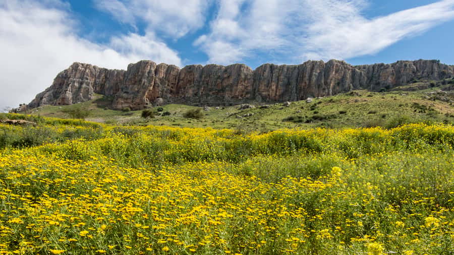 From Tel Aviv: Golan Heights Tour - Hamat Gader and the climb into the Golan
