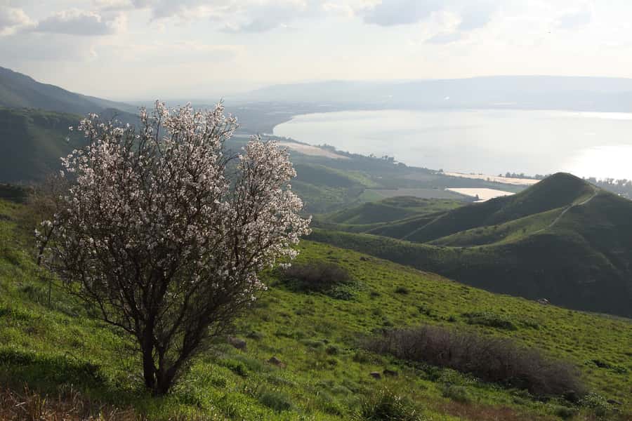 From Tel Aviv: Magdala, Mount of Beatitudes, and Cana Tour - Ginosar and the first-century fishing boat