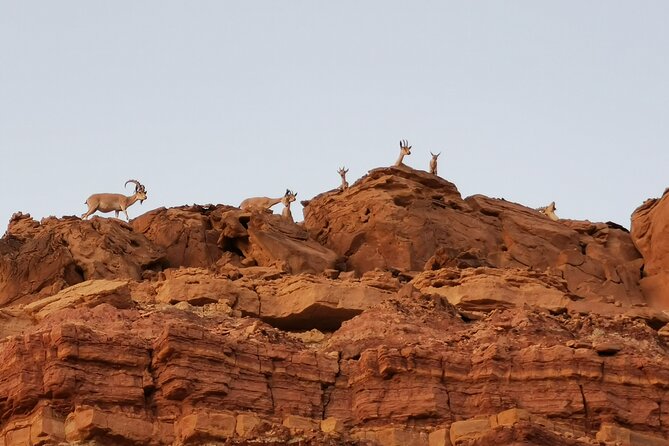 In Depth Introduction of the Ramon Crater - What the four-hour route includes