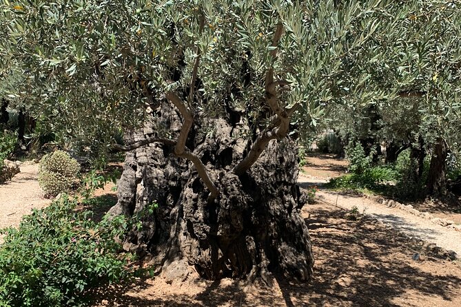 In The Footsteps of Jesus Day Tour - Dguide Self Guiding App - Why this self-guided Jerusalem walk works