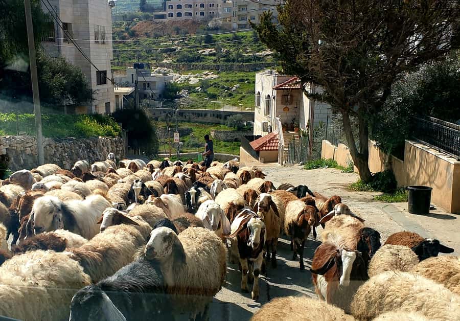 Jerusalem, Bethlehem, & Dead Sea Private Tour - Key points at a glance