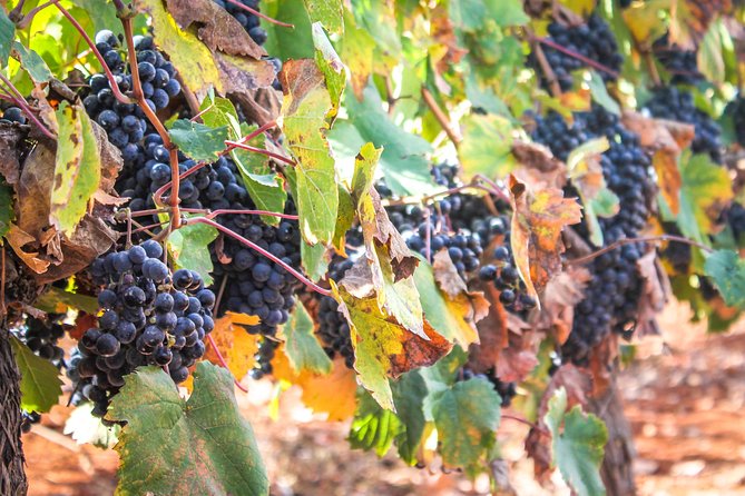 kosher Israel wine tour - Ancient Shiloh and the 369-year Tabernacle