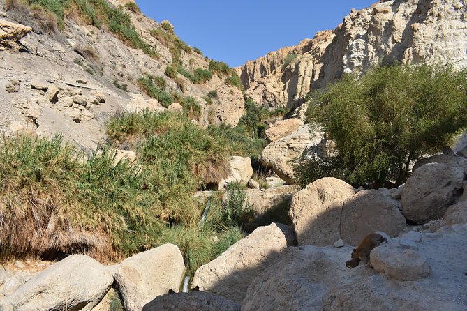 Masada, Ein Gedi, and The Dead Sea from Tel Aviv - Practical tips for making the day work