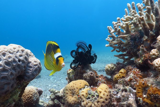 PADI Open Water Diver Course - 5 Days Scuba Diving - Six open-water sessions on the Red Sea reef