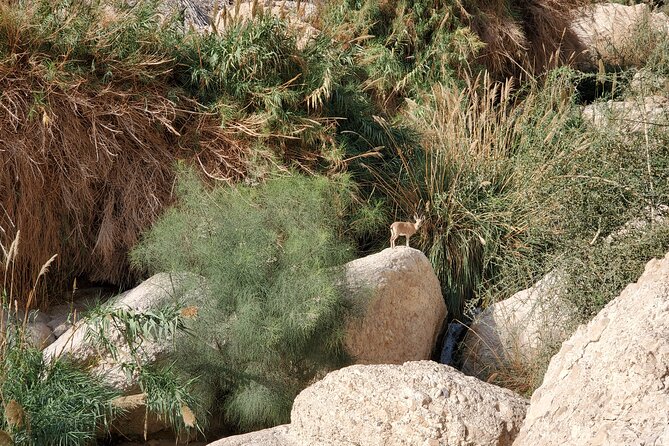 Private Day Tour in Masada and the Dead Sea - Ahava: the modern side of the Dead Sea
