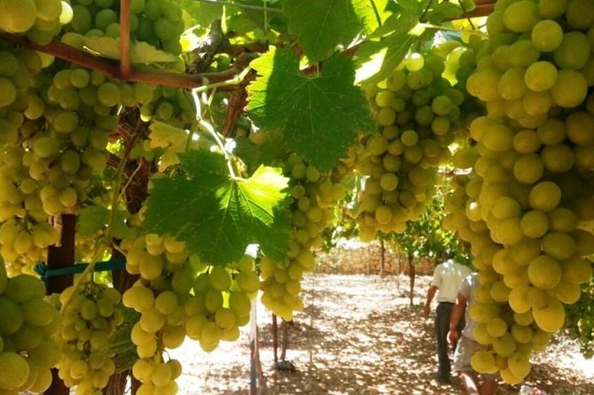 Private Israeli Wines Tour of the Central Israel - From Tel Aviv to Mount Carmel’s wine country