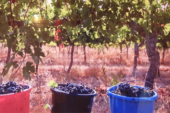 Private Israeli Wines Tour of the Central Israel - Who will enjoy this wine day most