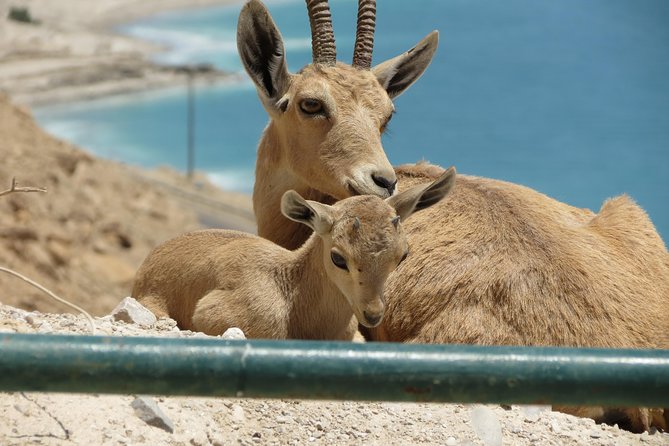 Private Tour: Dead Sea and Masada - Price, group size, and real value