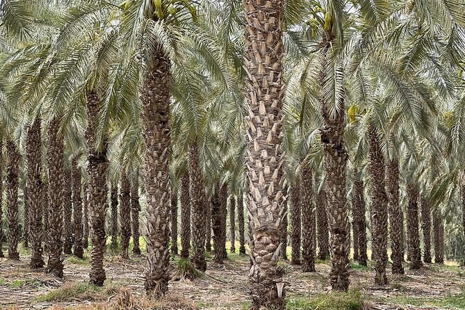 Private Tour to Nazareth & Sea of Galilee & Jordan River Yardenit - Exclusive - The private vehicle, guide, and family value