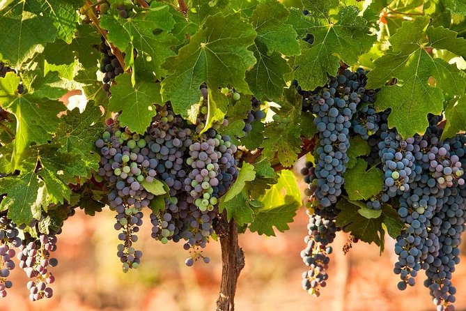 Private wine tour of Northern Israel - Is $1,149 good value for four people?