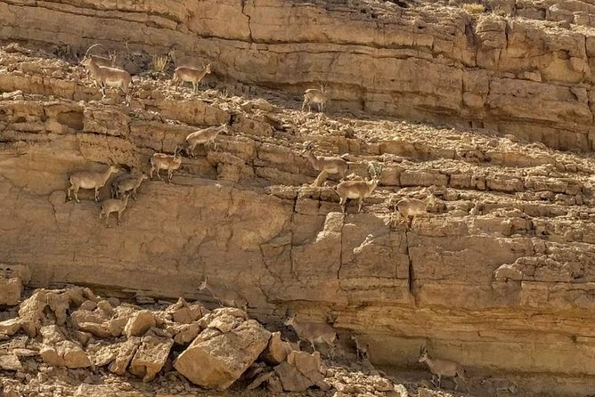 Ramon Crater Jeep Tour from Mitzpe Ramon - From Mitzpe Ramon to Mt. Gvanim