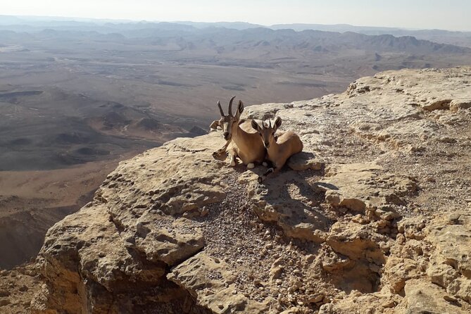 Rappelling Down the Ramon Crater Cliff - Who should book this adventure