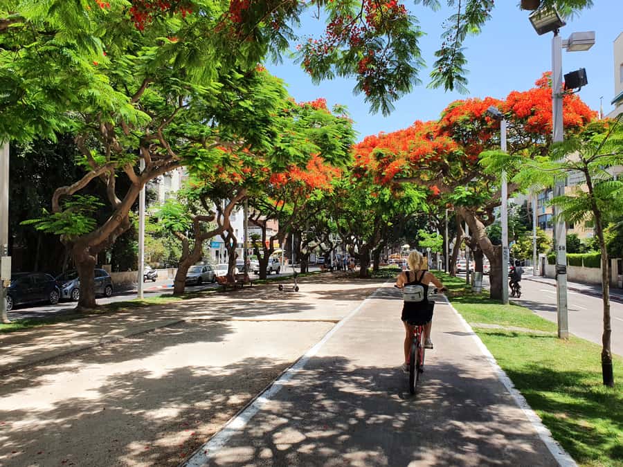 Tel Aviv 3-Hour Easy Bike Tour - Rothschild Boulevard and Bauhaus Tel Aviv