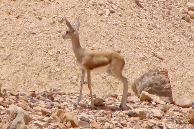 Two hour guided jeep tour in to and around the Ramon crater - What guides Boaz and Elon add to the ride